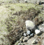 Sea (mural installation)